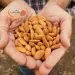 Bentuk Kacang Almond dan Gambar Kacang Almond